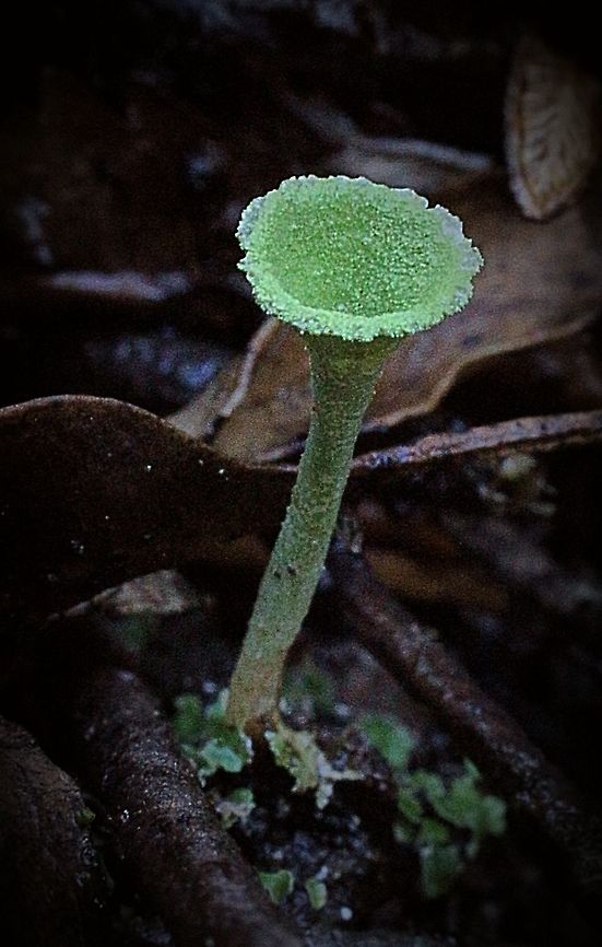 Cup lichen Possibly genus Cladonia but I really don&#039;t know as I can&#039;t find any information on its existence in Australia . At least not yet. Australia,Cladonia chlorophaea,Eamw lichen,Geotagged,Mealy Pixie Cup