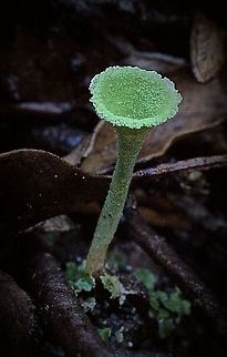 Cup lichen Possibly genus Cladonia but I really don't know as I can't find any information on its existence in Australia . At least not yet. Australia,Cladonia chlorophaea,Eamw lichen,Geotagged,Mealy Pixie Cup