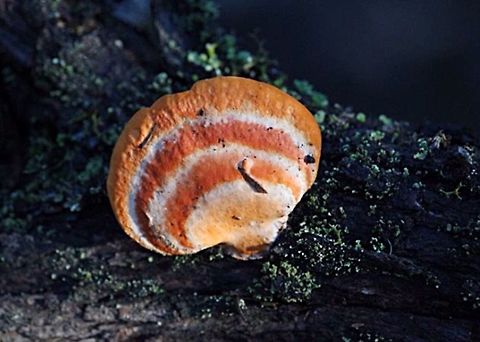 Pycnoporus coccineus - so variable in colour.  Eamw fungi,Pycnoporus coccineus