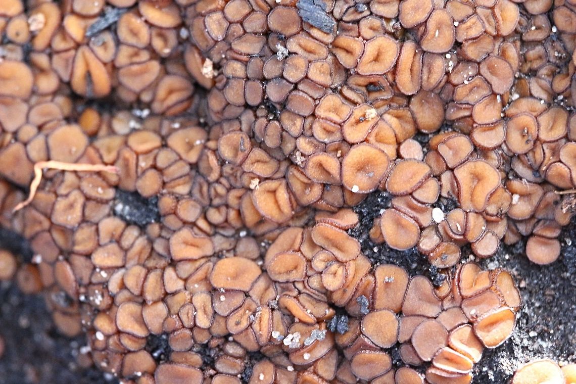 Charcoal cup, mostly found on charcoal in bushfire areas.  Anthracobia melaloma,Anthrocobia melaloma,Australia,Eamw fungi,Geotagged