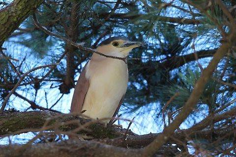 Spending all day resting in trees. This is an adult bird . Nankeen Night Heron,Nycticorax caledonicus,eamw birds