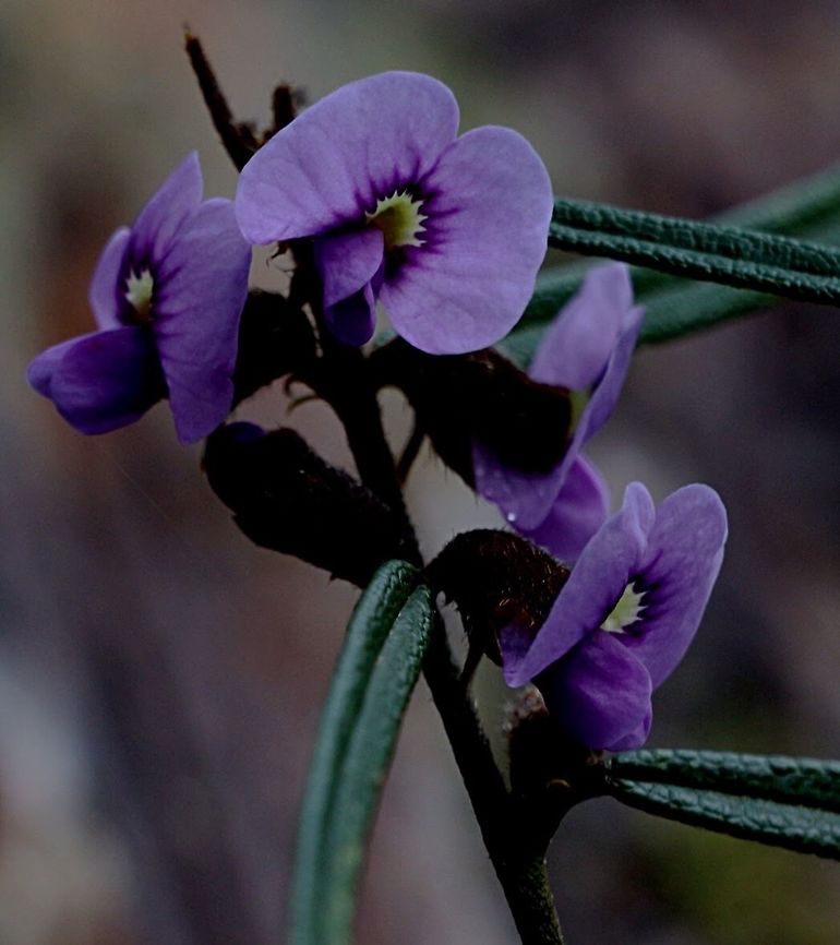 Hovea flower in spring.  Common Hovea,Eamw flora,Eamw native pea,Hovea linearis