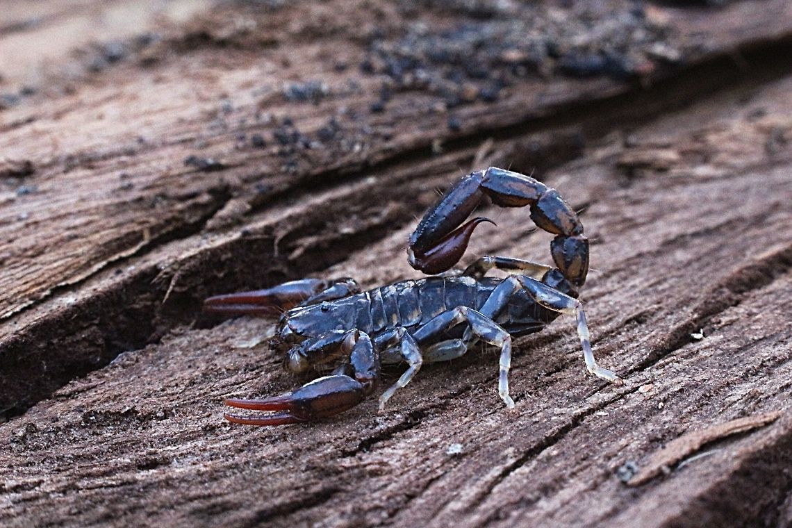 Just a little one.  Cercophonius squama,Eamw scorpions