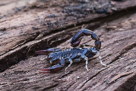 Just a little one.  Cercophonius squama,Eamw scorpions