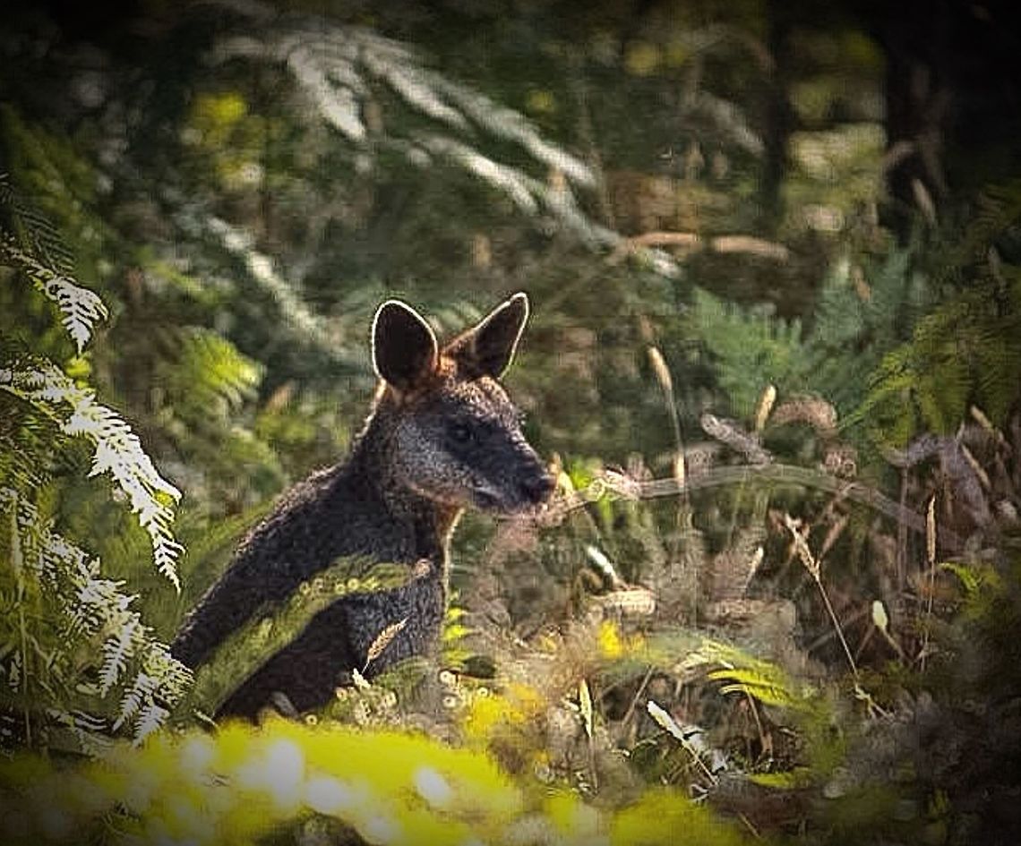 Black-tailed wallaby hiding amongst bracken fern  Eamw macropods,Swamp wallaby,Wallabia bicolor