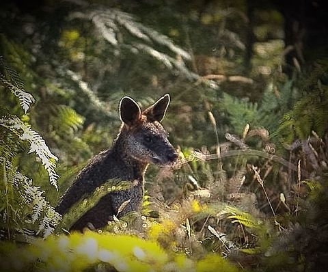 Black-tailed wallaby hiding amongst bracken fern  Eamw macropods,Swamp wallaby,Wallabia bicolor
