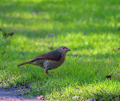 Satin bowerbird female in non breeding plumage or a immature male. Difficult to tell It is a Satin bird and not a similar looking catbird . The Satin bowerbirds have blue eyes. Eamw birds,Ptilonorhynchus violaceus,Satin Bowerbird