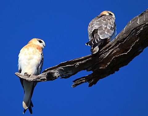 Maybe a pair? Black-shouldered Kites  Black-shouldered Kite,Eamw birds,Eamw birds of prey,Elanus axillaris