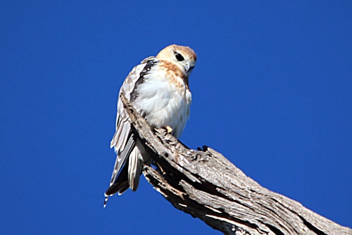 Sitting and watching . Observed 3 black-shouldered Kites in a large dead eucalyptus tree. Australia,Black-shouldered Kite,Eamw birds,Eamw birds of prey,Elanus axillaris,Geotagged