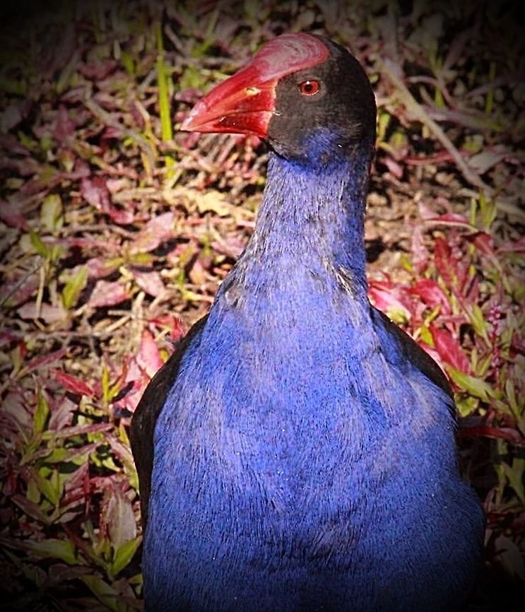 Now that is a true blue Australian swamp hen.  Australasian swamphen,Eamw birds,Porphyrio melanotus