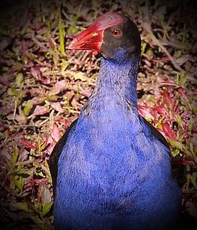 Now that is a true blue Australian swamp hen.  Australasian swamphen,Eamw birds,Porphyrio melanotus