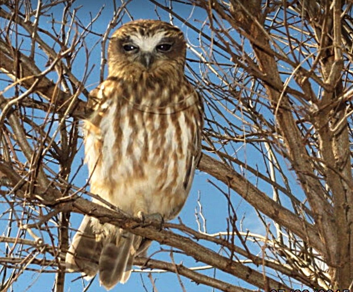 It is hard to keep my eyes open during the day.  Eamw birds,Ninox boobook,Southern boobook