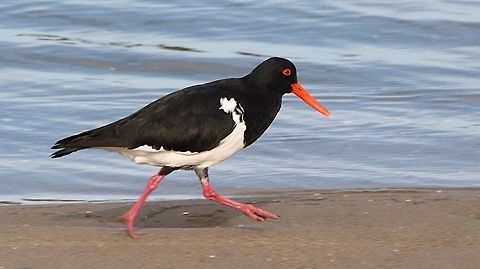 In a hurry.  Eamw birds,Haematopus longirostris,Pied oystercatcher