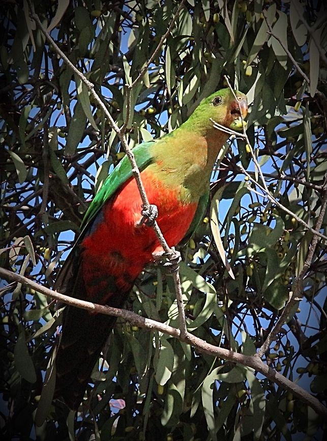 King parot feeding on eucalyptus flower buds  Alisterus scapularis,Australia,Australian king parrot,Eamw birds,Eamw parrots,Geotagged