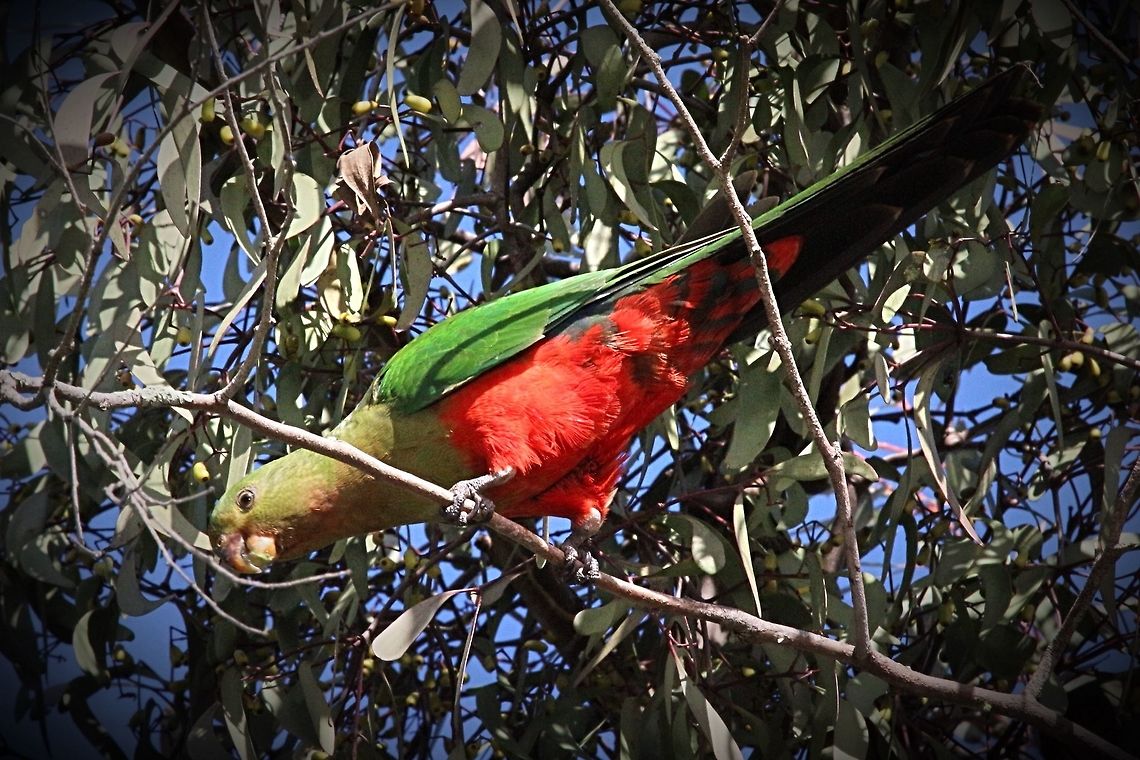 A female King parrot having a feast on unopened eucalyptus flower buds.  Alisterus scapularis,Australian king parrot,Eamw birds,Eamw parrots