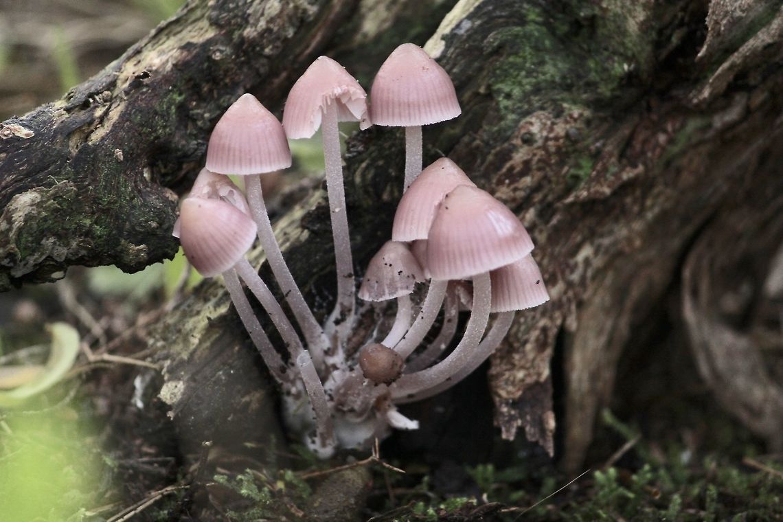 Mycena clarkeana  Australia,Eamw fungi,Geotagged,Mycena clarkeana,Winter
