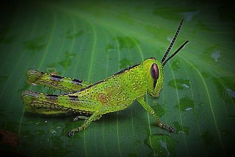 Valanga irregularis  Eamw grasshoppers,Giant Grasshopper,Valanga irregularis