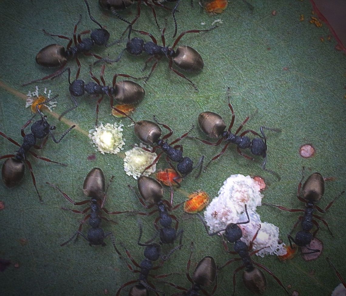 Dolichoderus scabridus  Dolichoderus scabridus,Eamw ants,Formicidae,Hemiptera,Hymenoptera,Mutualism,Psylloidea,nymph