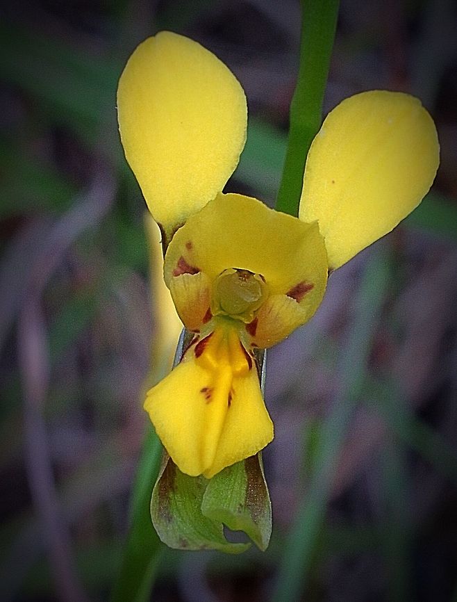 Donkey orchid (Diuris chrysantha) Terrestrial orchid found in the New England region of northern NSW.Australia Diuris,Diuris chrysantha,Eamw Diuris,Eamw orchids,NSW Australia,Orchidaceae,Orchids,Terestrial orchid