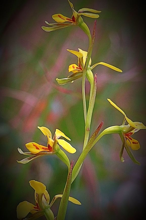 Flower bract of Diuris chrysantha  Diuris chrysantha,Eamw Diuris,Eamw orchids