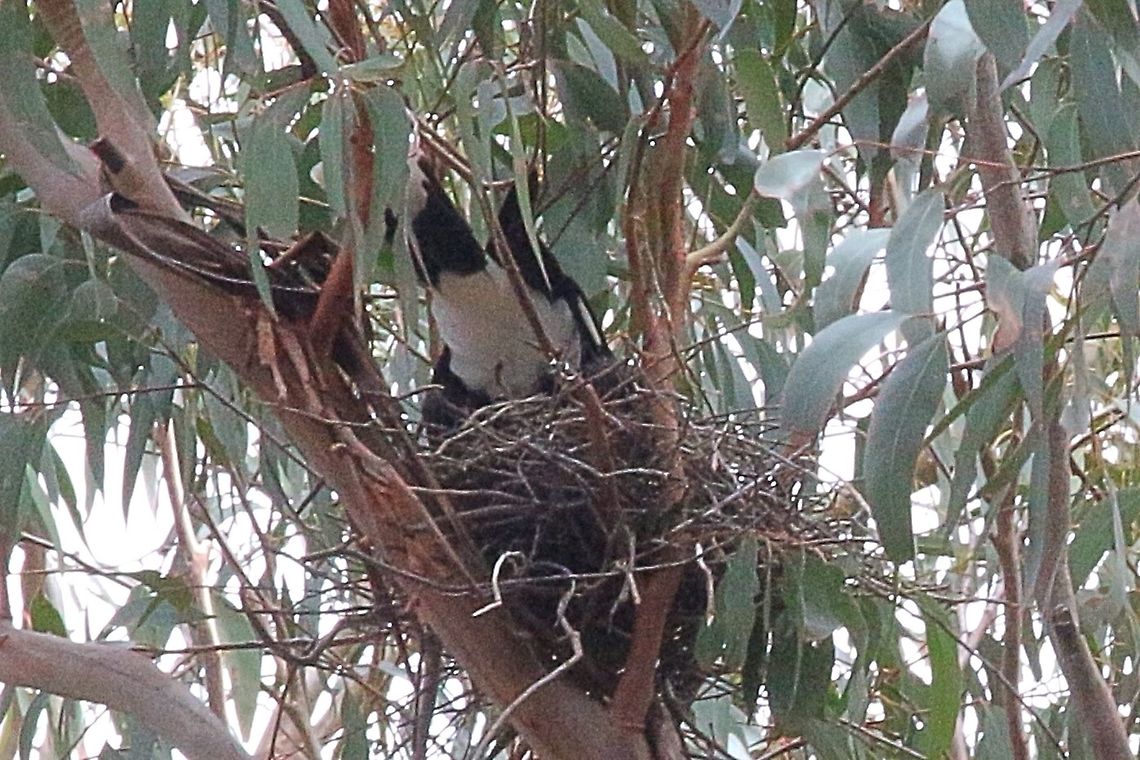 Female Currawong in her nest  Eamw birds,Pied Currawong,Strepera graculina