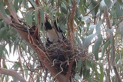 Female Currawong in her nest  Eamw birds,Pied Currawong,Strepera graculina