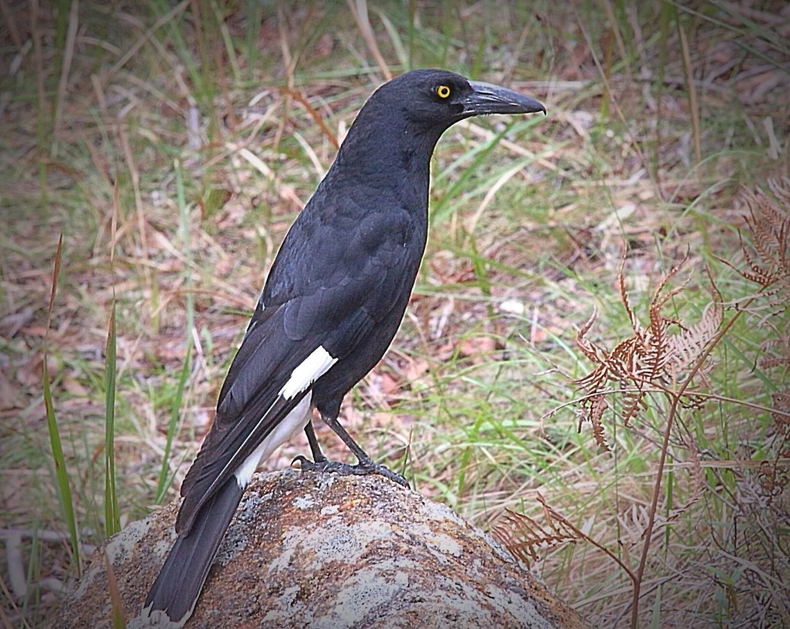 Male Currawong foraging for food.  Eamw birds,Pied Currawong,Strepera graculina