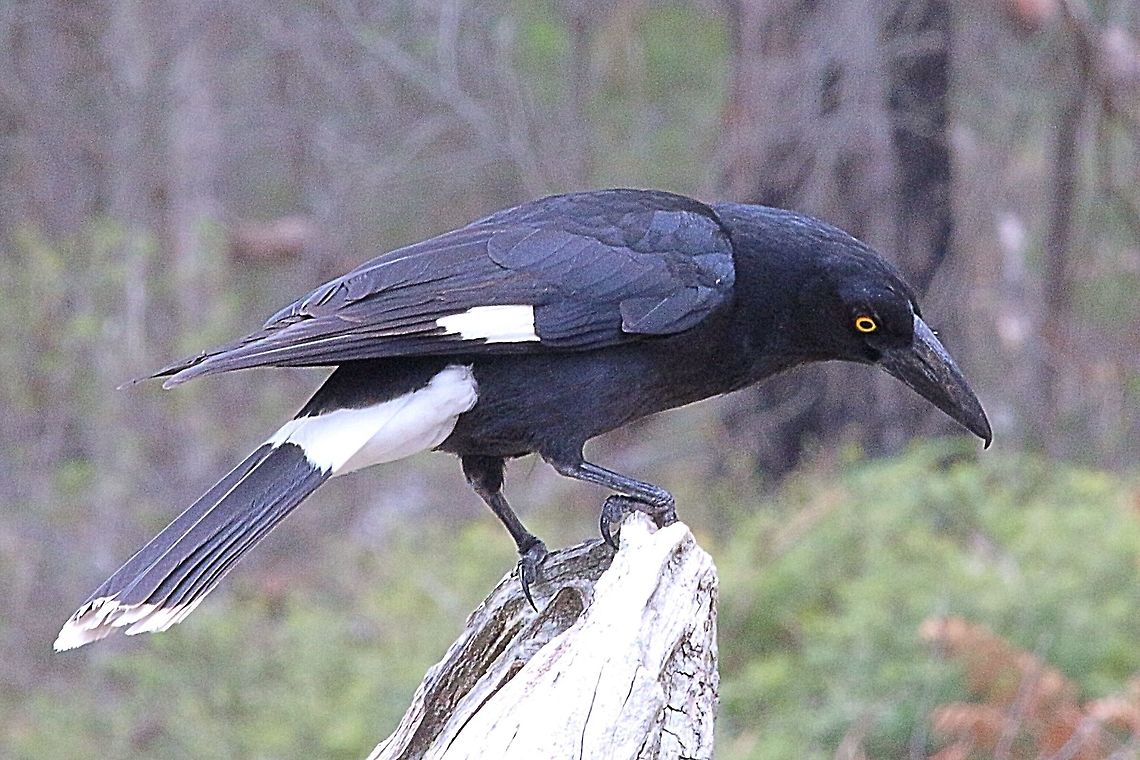 Pied Currawong With curawong  only the female will incubate the eggs, but both sexes share the feeding of the young.<br />
The nest is a rather flimsy construction high up in trees.<br />
 Eamw birds,Pied Currawong,Strepera graculina