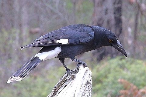 Pied Currawong With curawong  only the female will incubate the eggs, but both sexes share the feeding of the young.
The nest is a rather flimsy construction high up in trees.
 Eamw birds,Pied Currawong,Strepera graculina
