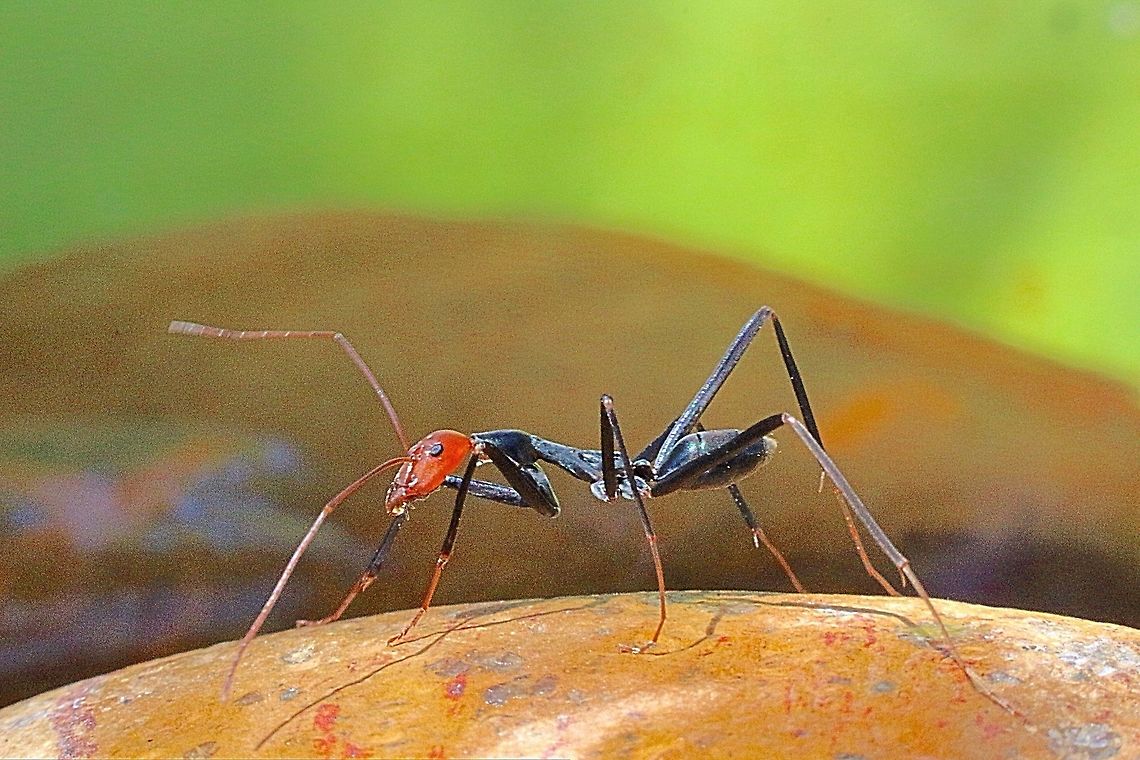 Red  headed spider ant. A spider approx. 12-15 mm long . Will almost alwise be seen by itselfs , mimicking fast moving spiders .<br />
When threatened it will raise its abdomen Eamw ants,Leptomyrmex erythrocephalus