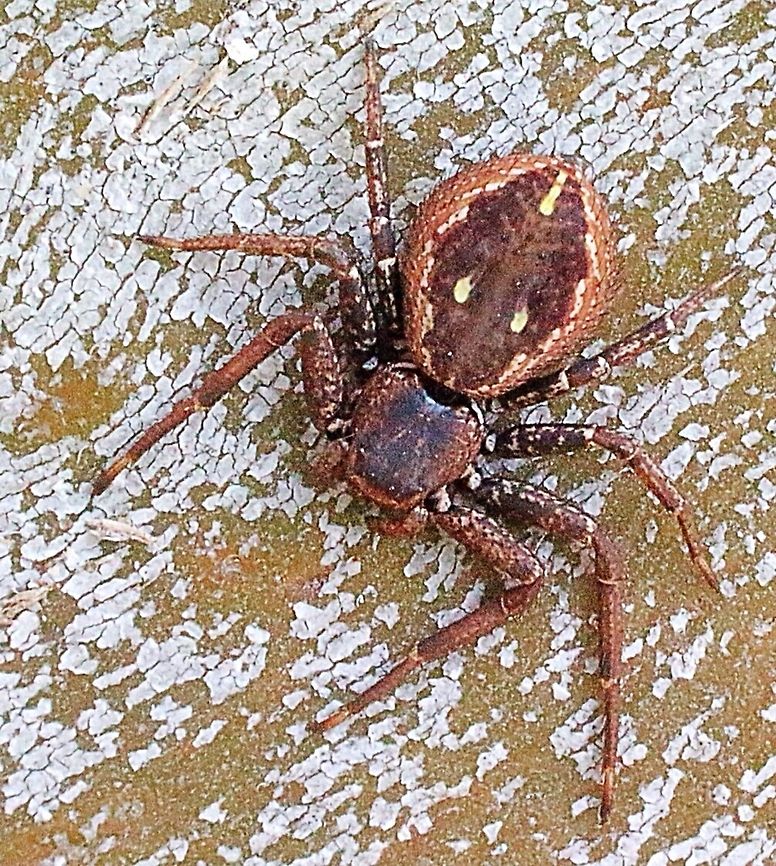 Crab spider Usually found under bark of a eucalyptus tree. Australian,Crab spider,Eamw spiders,Rural Crab Spider,Tharpyna campestrata