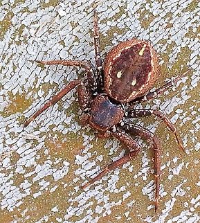 Crab spider Usually found under bark of a eucalyptus tree. Australian,Crab spider,Eamw spiders,Rural Crab Spider,Tharpyna campestrata
