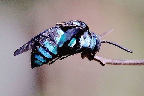 Neon Cloak-and-dagger Bee - Thyreus nitidulus Neon cuckoo be is a very appropriate name for such a strongly coloured insect. 
This is the first time I seen one but only for 5 seconds. Australia,Geotagged,Neon cuckoo bee,North Nowra Nsw,Thyreus nitidulus,eamw bees,iridescent blue