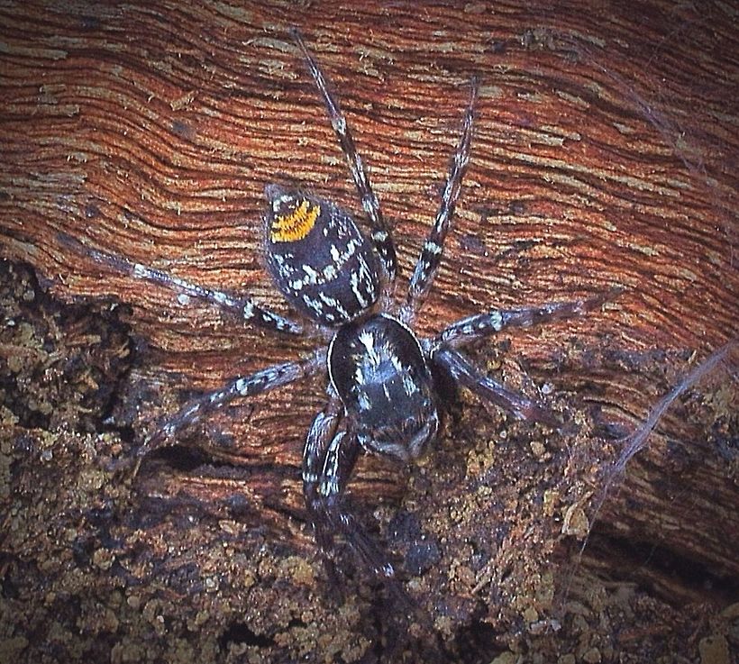Golden Tail Jumper The female of this species stays almost alwise hidden under some loose tree bark . The male can be found hunting outside of the bark. Astia hariola,Eamw spiders