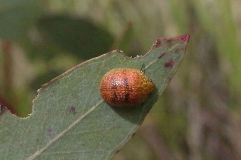 Leaf beetle Leaf beetle in genus Paropsis Eamw beetles,Paropsis obsoleta