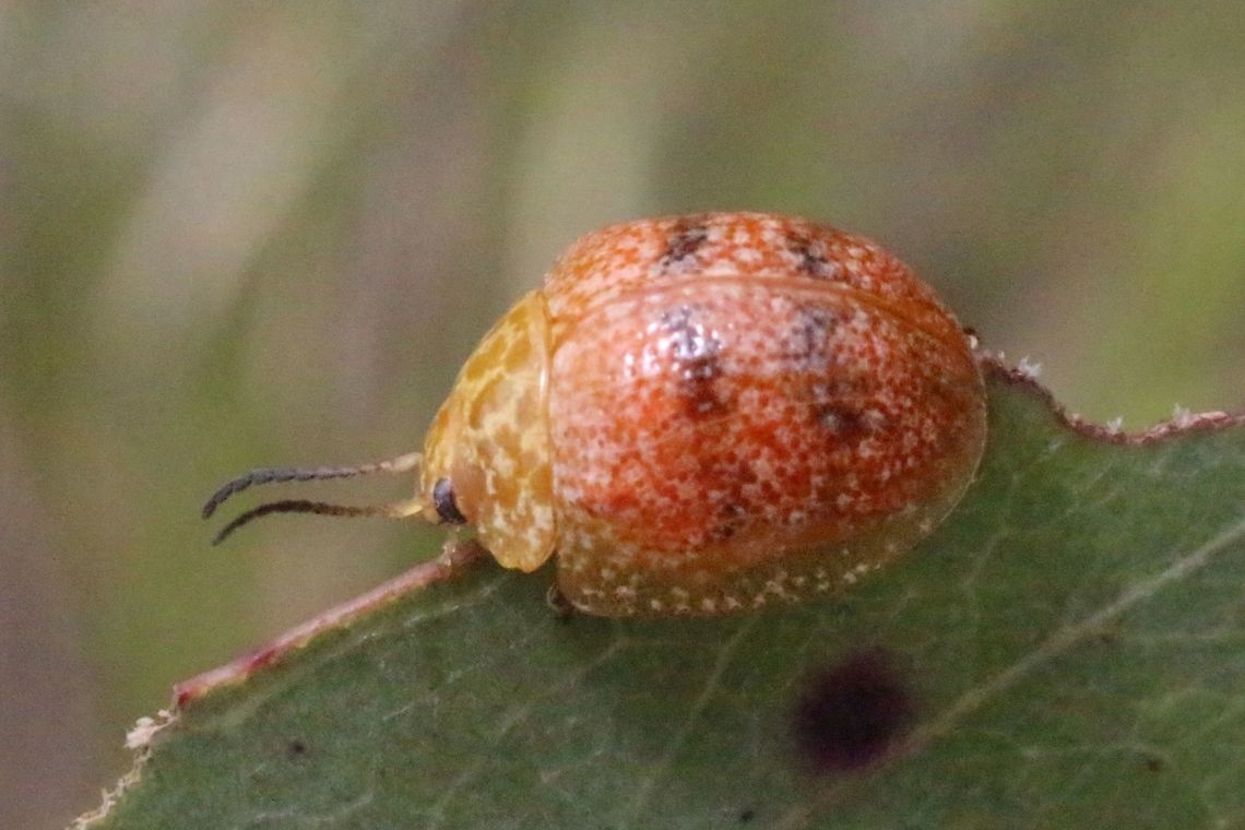 Leaf Beetle in Genus - Paropsis  Found on young eucalyptus leaf. Australia,Eamw beetles,Geotagged,Leaf beetle,Paropsis,Paropsis obsoleta,Spring,spring