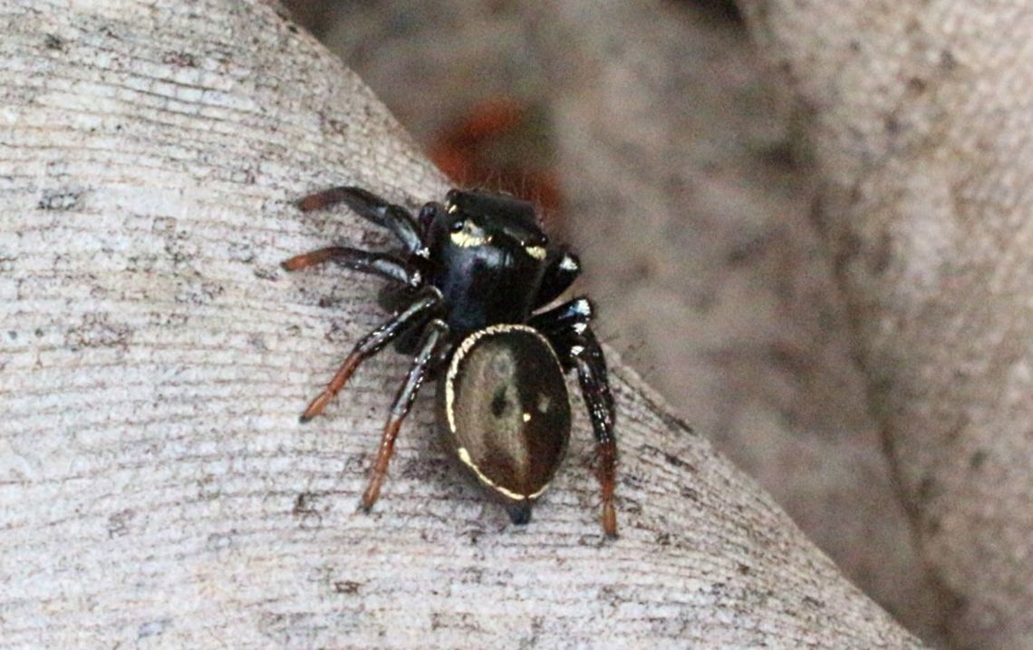 Round ant eater. Black with a white mark on abdomen. Hunting for ants on a wattle tree. Eamw spiders,Jumping Spider,Omoedus orbiculatus,Round ant eater,Salticid