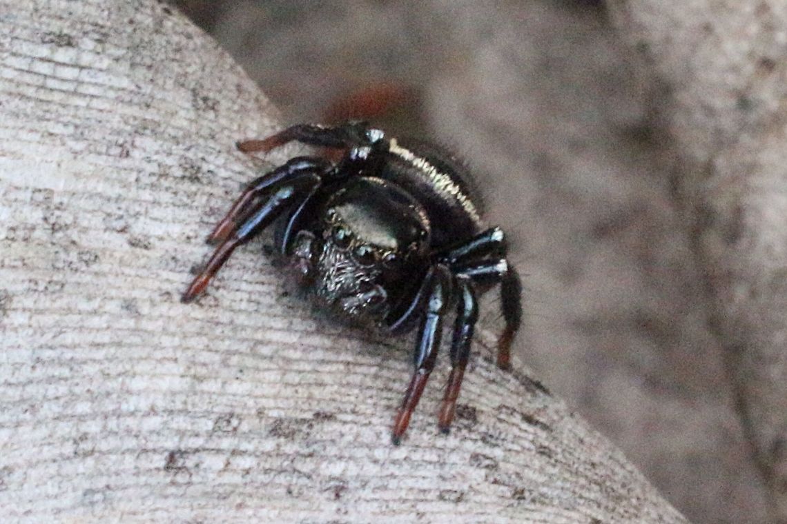 Round ant eater. Almost all black with a white mark on the abdomen. Found on wattle tree moving fast up and down on branches. Had a small species of ant present ( not identified ) Eamw spiders,Jumping spider,Omoedus orbiculatus,Round ant eater