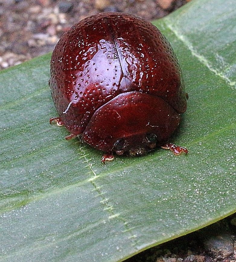 Acacia Leaf Beetle  Dicranosterna immaculata,Dicranosterna picea,Eamw beetles