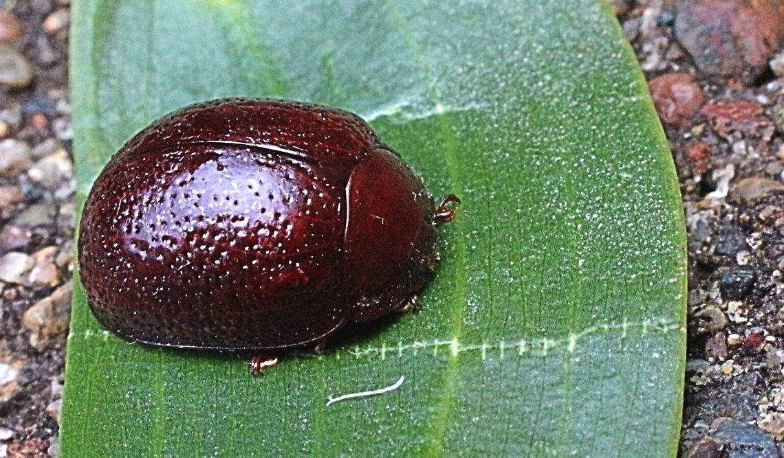 Acacia Leaf Beetle. According to Martin Lagerway this is Dicranosterna picea . There is no dought that Martin is not correct. <br />
But I don&#039;t know how to change the info.  Dicranosterna picea,Eamw beetles