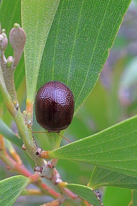 Acacia Leaf Beetle Rather large beetle ( approx 10+mm) and a very dark chestnut brown colour.<br />
I can&#039;t geotag the photo , it just doesn&#039;t work well . This beetle was located at Tanderra Way Karana Downs QLD Australia. Acacia leaf beetle,Dicranosterna picea,Eamw beetles,dark brown,karana,large