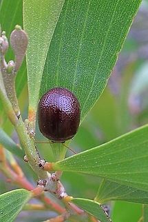 Acacia Leaf Beetle Rather large beetle ( approx 10+mm) and a very dark chestnut brown colour.
I can't geotag the photo , it just doesn't work well . This beetle was located at Tanderra Way Karana Downs QLD Australia. Acacia leaf beetle,Dicranosterna picea,Eamw beetles,dark brown,karana,large