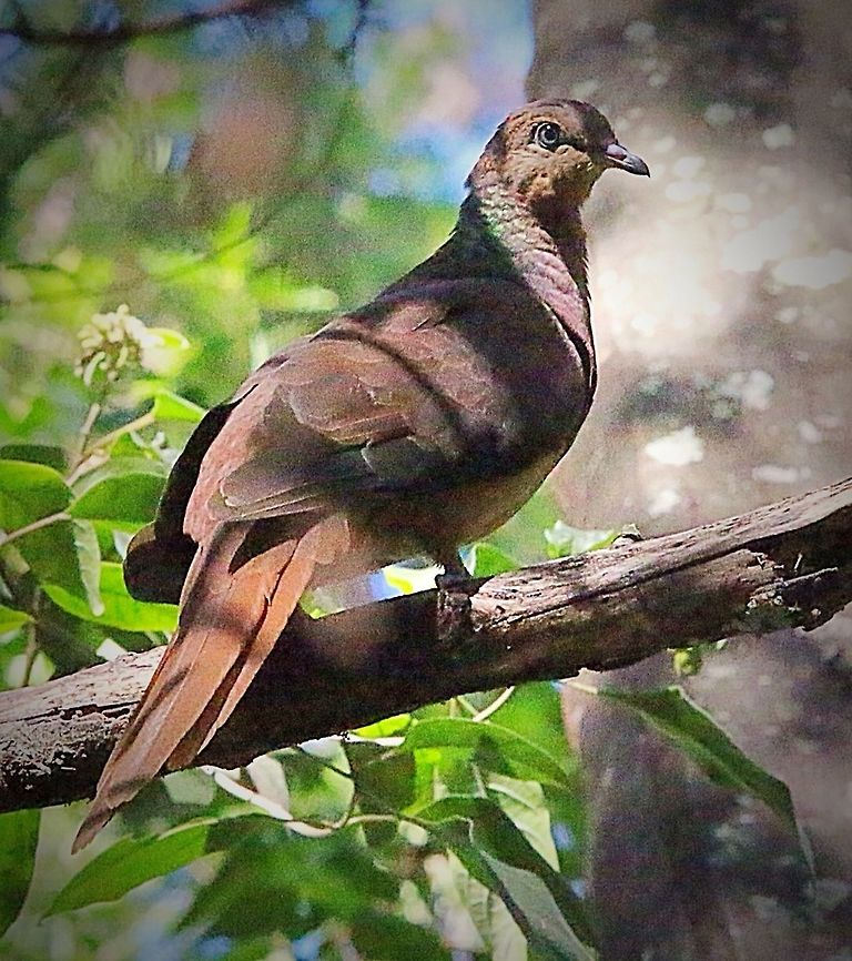 Cuckoo Pigeon observed feeding on wild fig fruit . Very alert and shy bird . Brown cuckoo-dove,Eamw birds,Macropygia phasianella