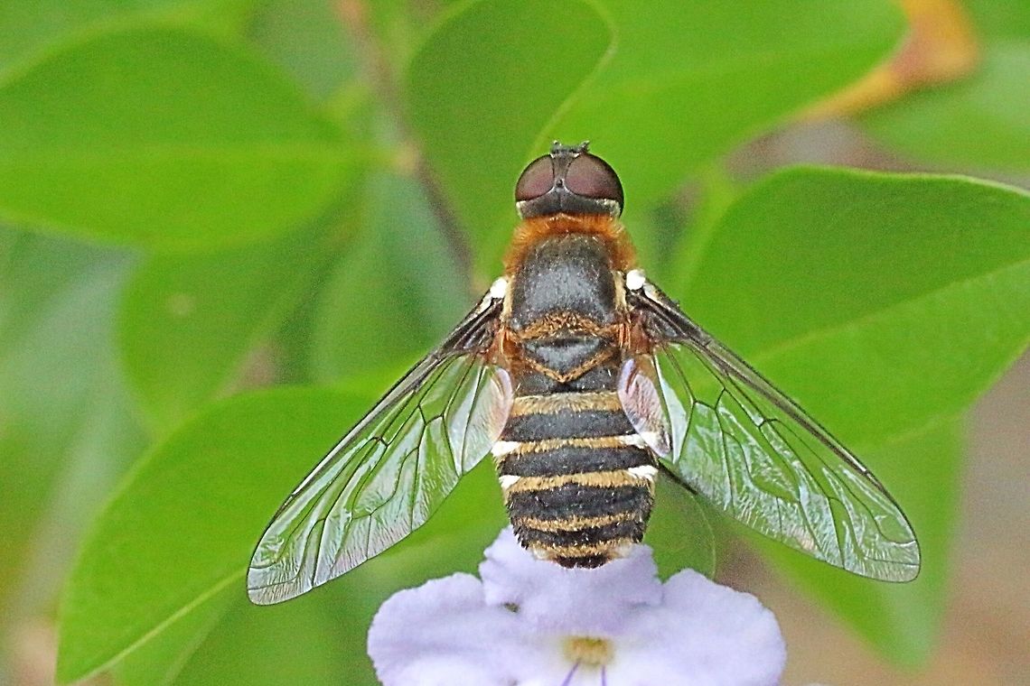 Bee fly QLD. Checked  ozanimal.com for ID but no result and brisbaneinsects .com to genus level only.<br />
 Bee flies,Eamw flies