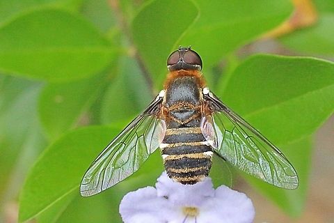 Bee fly QLD. Checked  ozanimal.com for ID but no result and brisbaneinsects .com to genus level only.
 Bee flies,Eamw flies