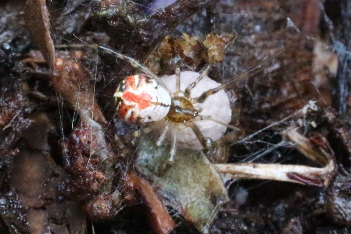 Possibly - Comb-footed spider. Very small spider only approx4-5mm with her egg sack. Eamw spiders,Theridion,comb-footed spiders