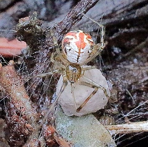 Very small spider with her egg sack found on dead and partially curled leaf. The spiders body was approx. 4-5 mm All searching I done leads me to Family- Theridiidae, Genus- Theridon  ( comb-footed spider)
But there are so many with similar but never the same markings that I hesitate to put a species name in. Eamw spiders,Theridion,comb-footed spiders