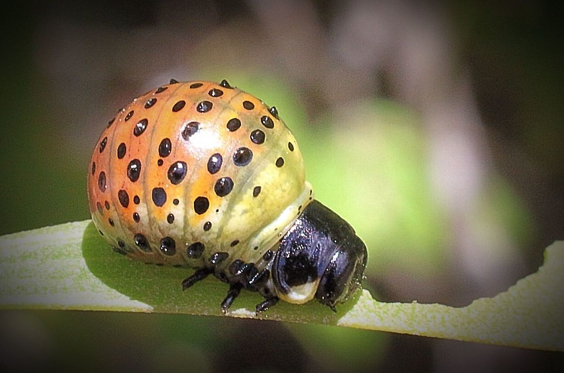 Acacia Leaf Beetle Larvae .  Australia,Dicranosterna picea,Eamw beetles,Geotagged,Larvae,nature