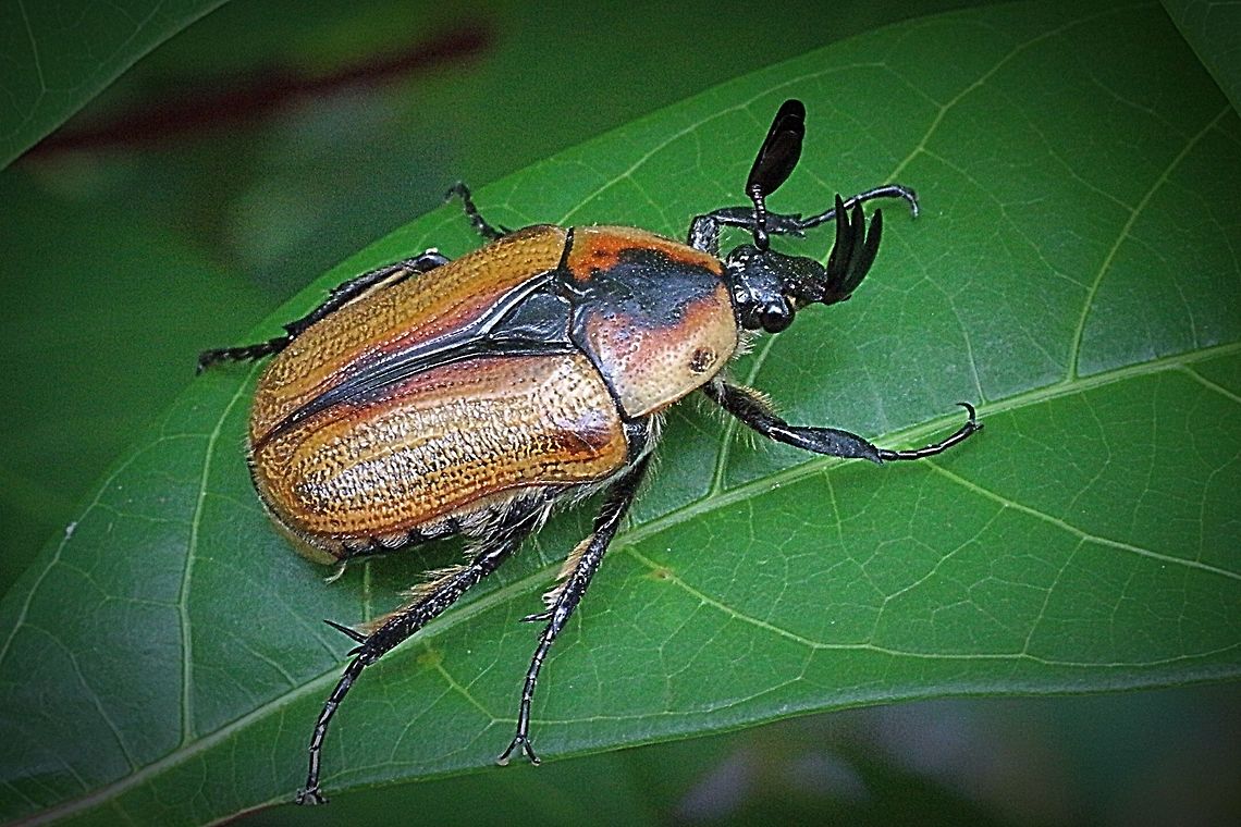 Cowboy beetle QLD. Approx. 25 mm . Many people call them also Christmas beetles .  Chondropyga dorsalis,Cowboy beetle,Eamw beetles,Karana Downs Qld