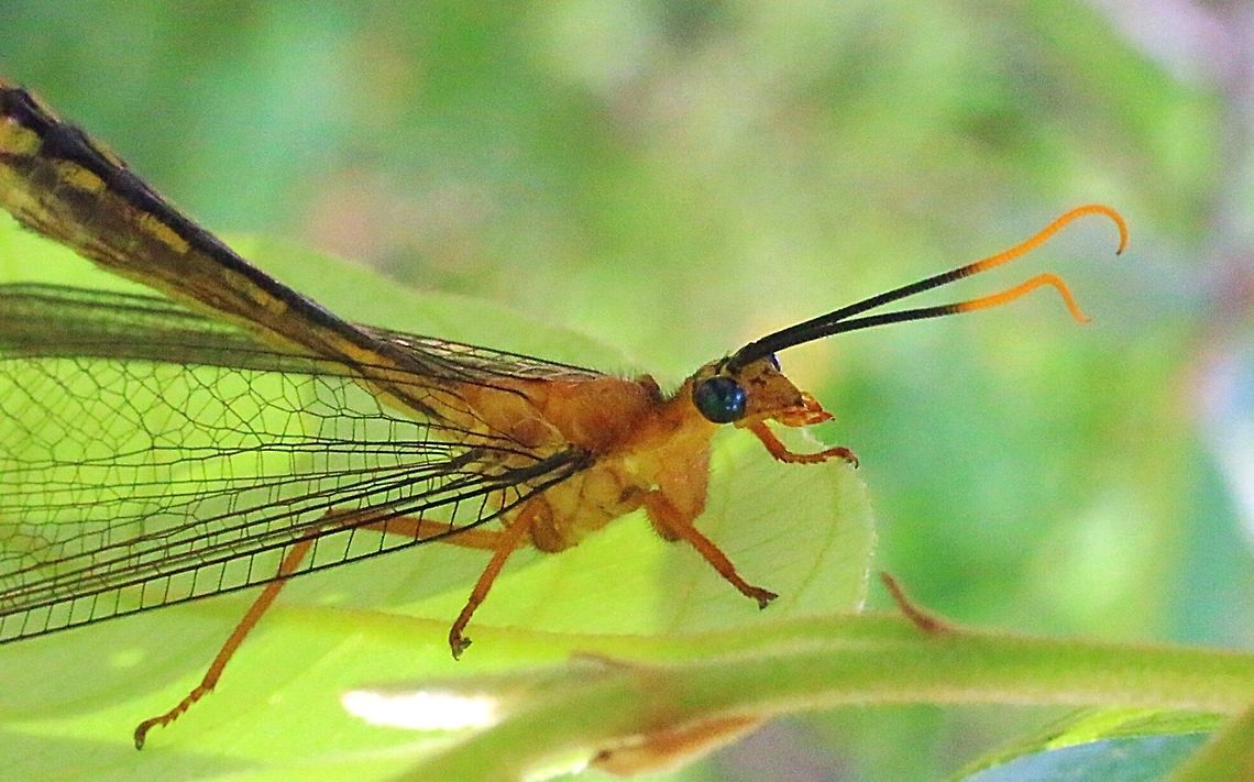 Blue eyes lacewing .  Blue eyes lacewing,Eamw lacewings,Nymphes myrmeleonides